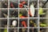 A tackle box is organized with various fishing lures and hooks in separate compartments. The lures include bright red and green soft plastics, along with shiny spoon lures and other fishing accessories. The compartments are neatly divided, with different types of gear in each section.