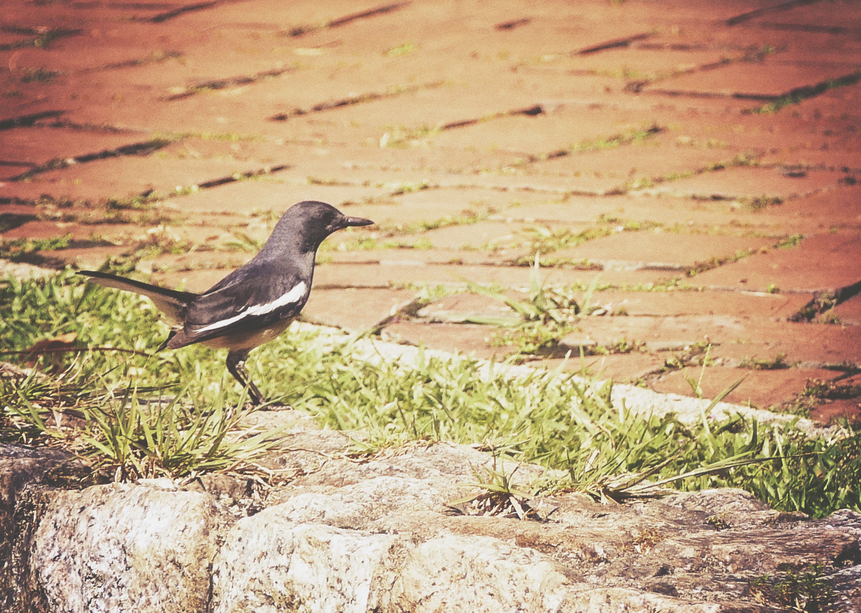 Free Unsplash photo from qinghill