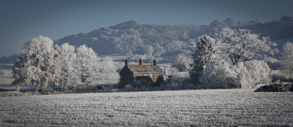 brown house surrounded white trees