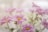 pink daisy flower plant