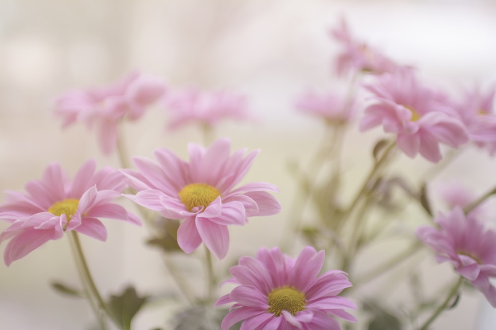 ピンクのヒナギクの花の植物