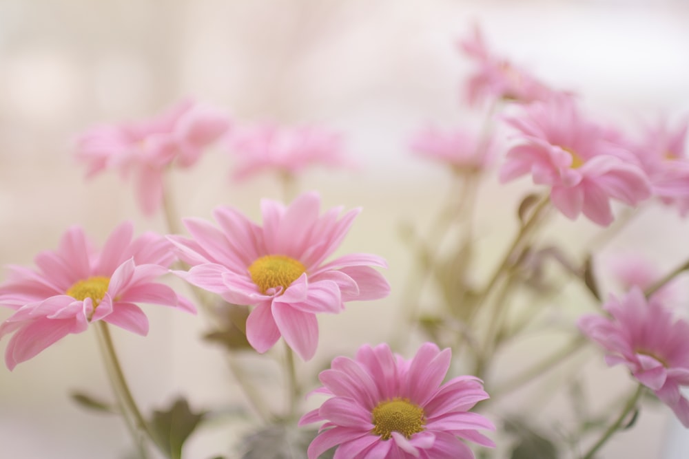 pink daisy flower plant
