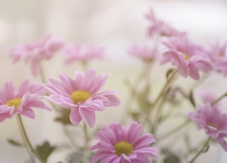 pink daisy flower plant