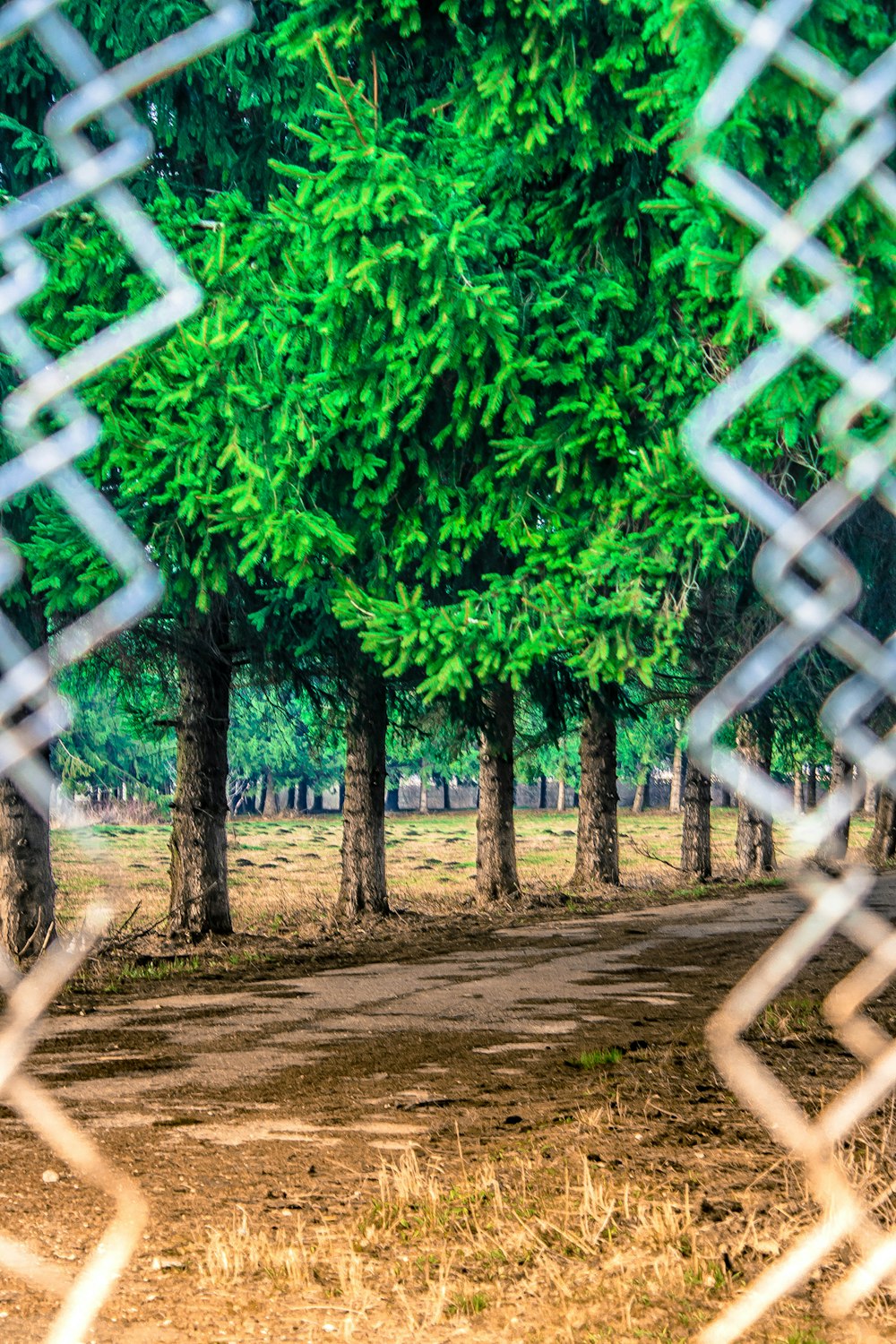 alberi verdi accanto al recinto grigio del collegamento a catena