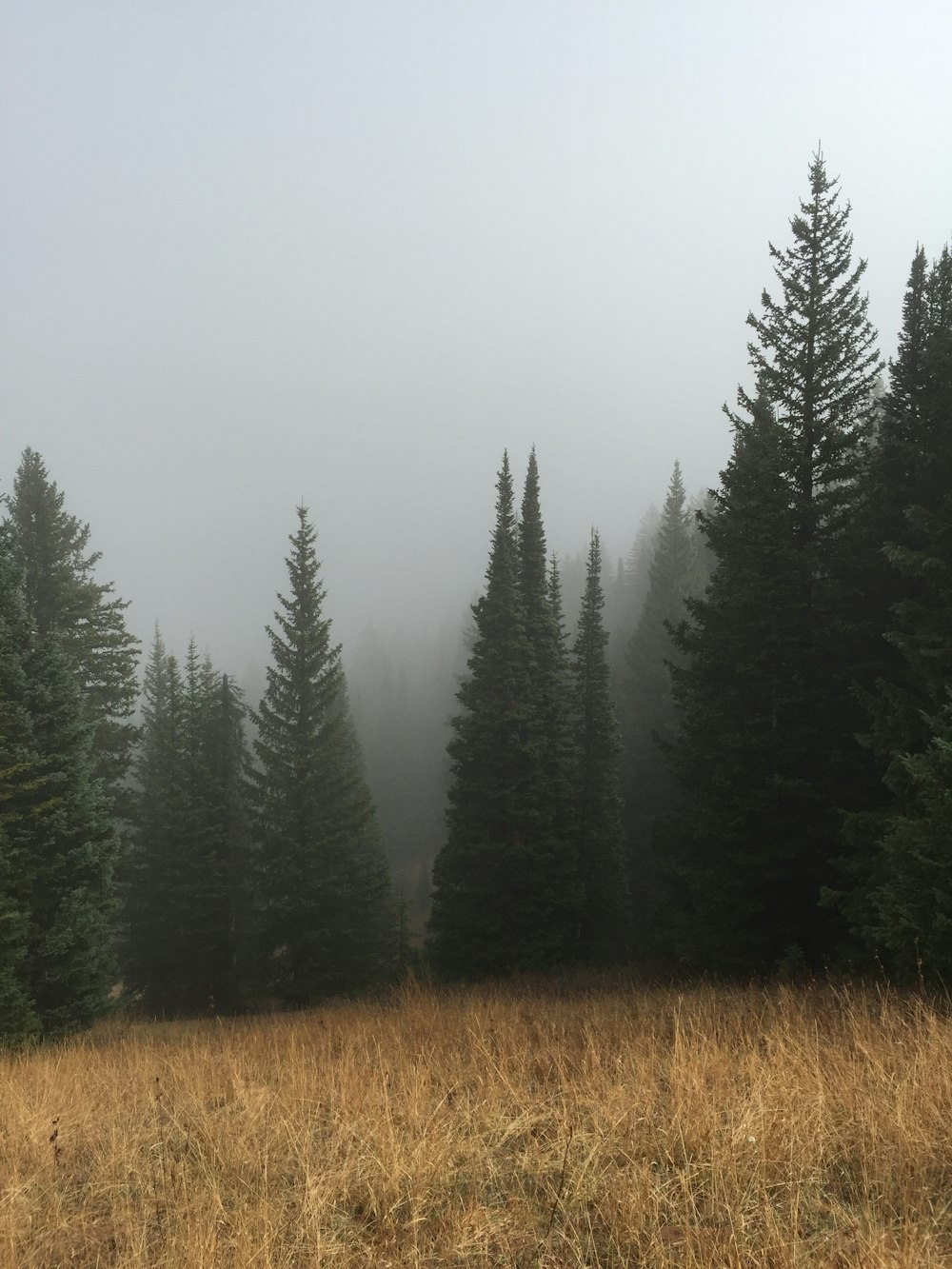 green pine trees below a cloudy sky