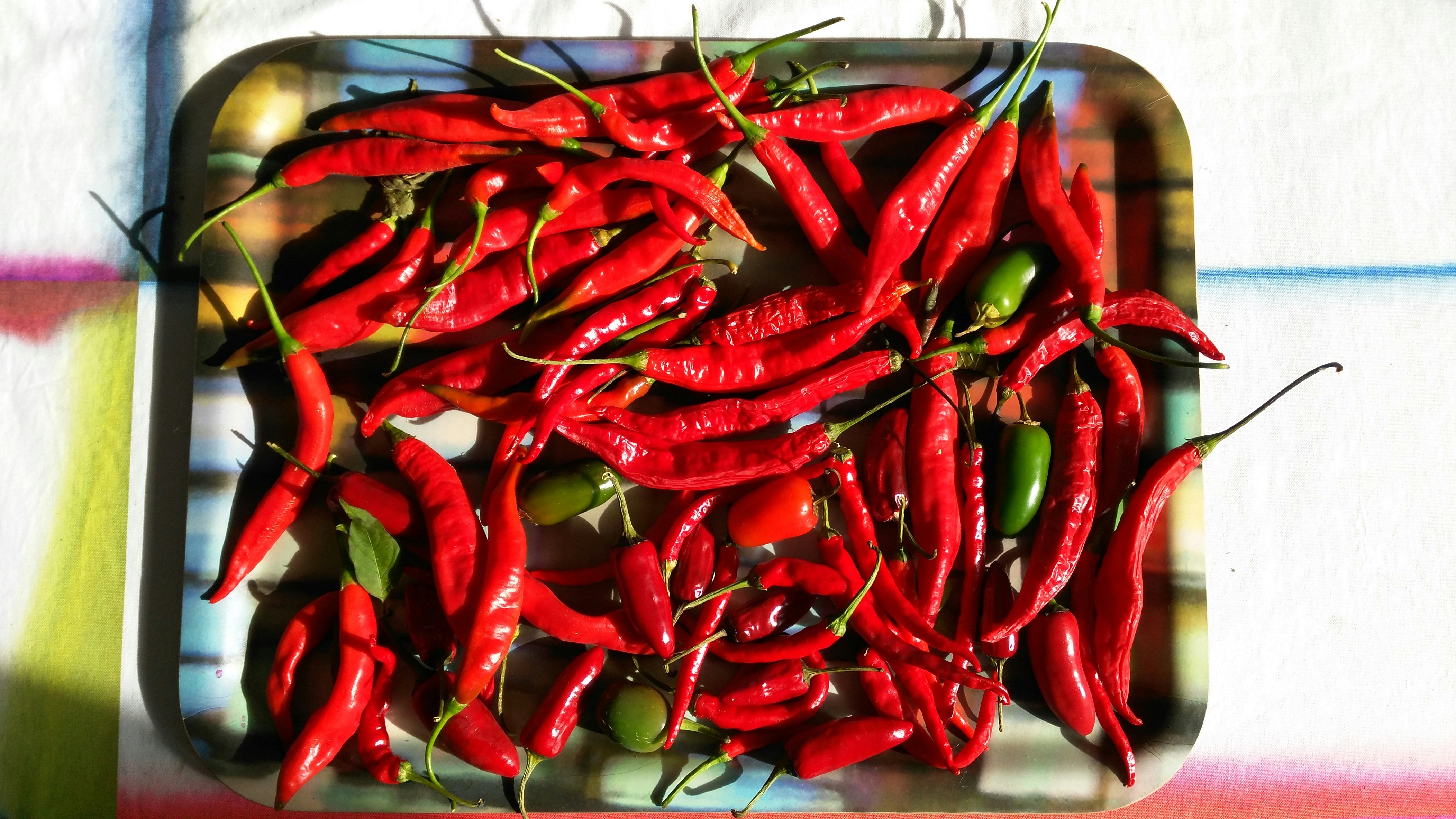 Free Unsplash photo from Pernille Tranberg