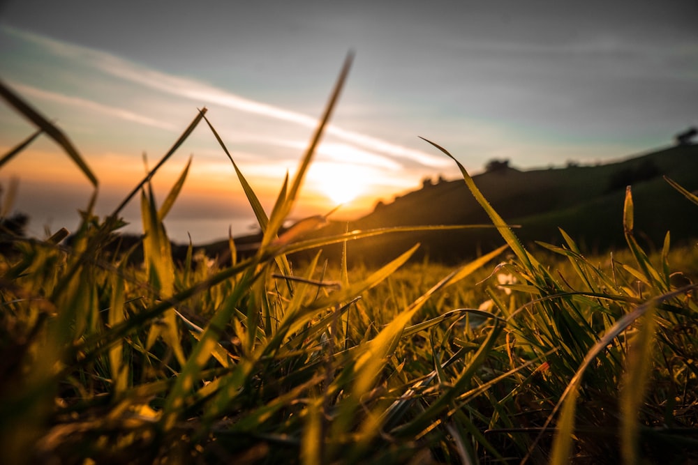 green plant during sunset