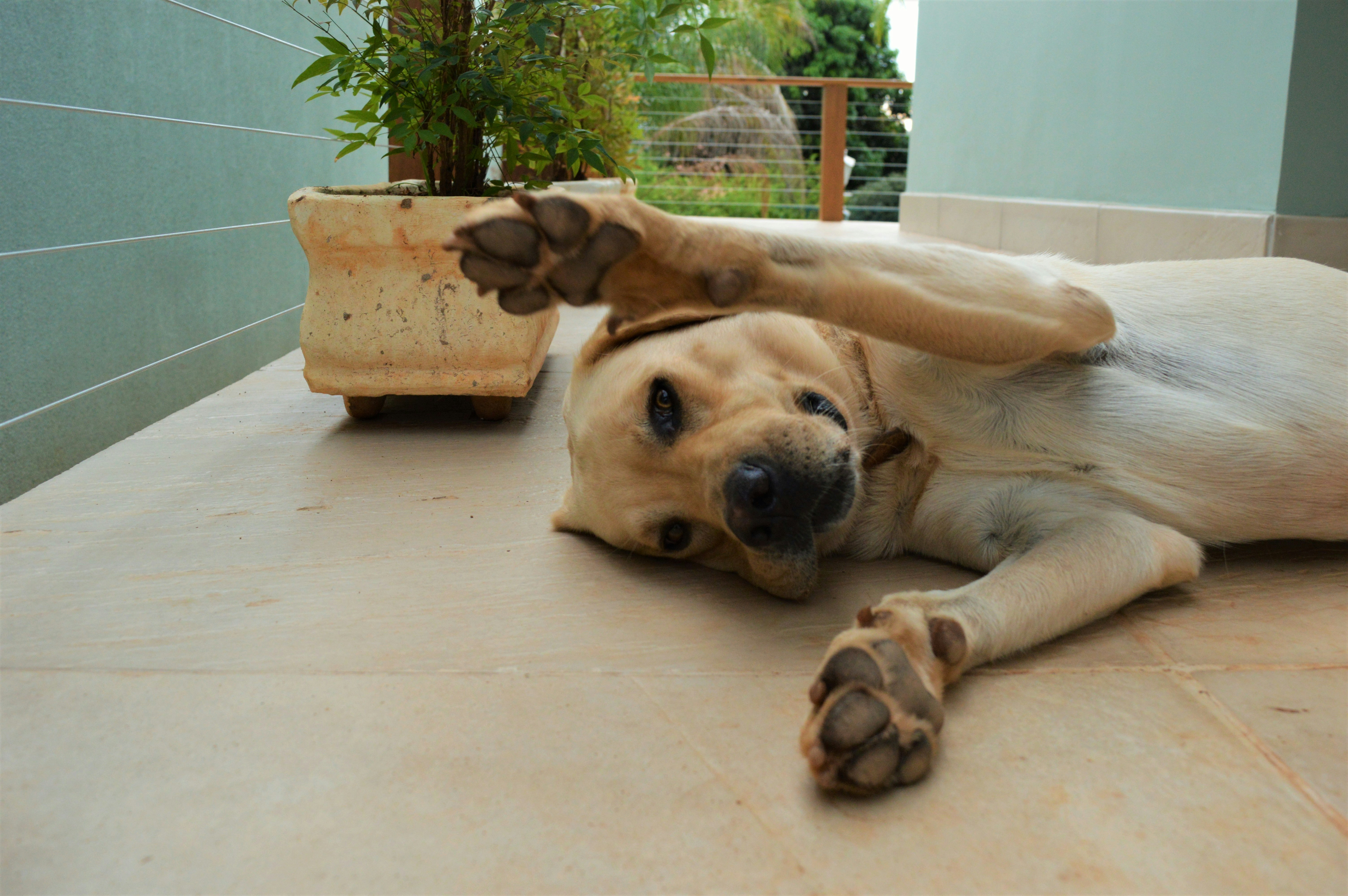 Free Unsplash photo from Viviane Santos