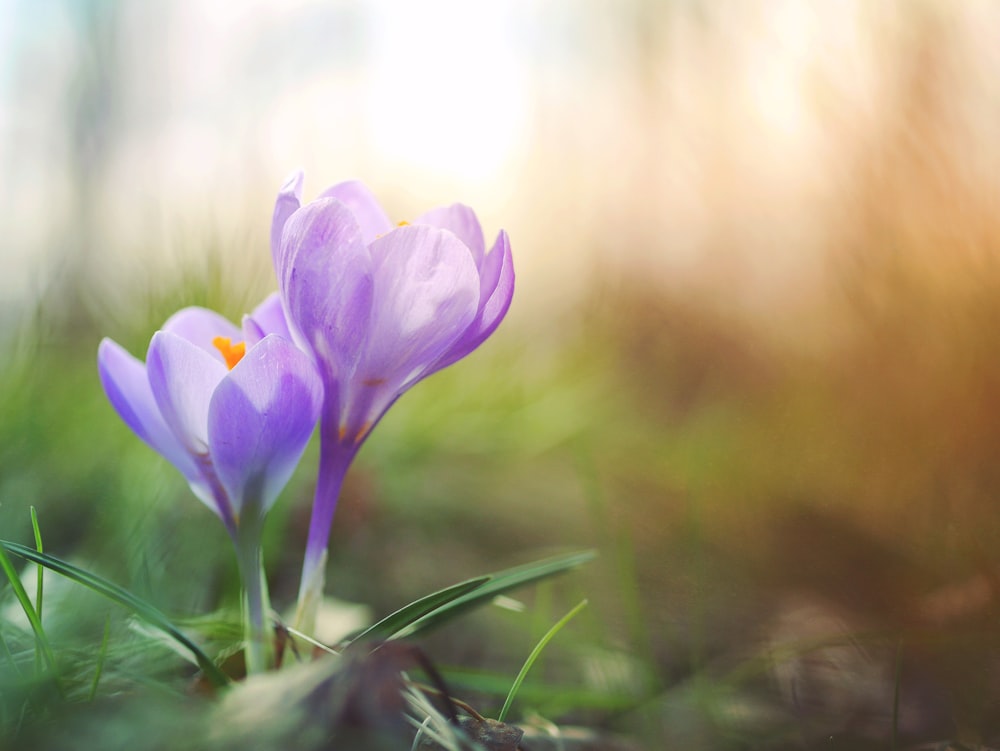 Foto de primer plano de flor de pétalos púrpura