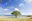 green leaf tree on shore