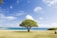 green leaf tree on shore