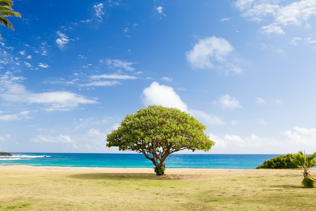 What’s the Best Time to Prune a Tree?