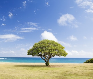 green leaf tree on shore