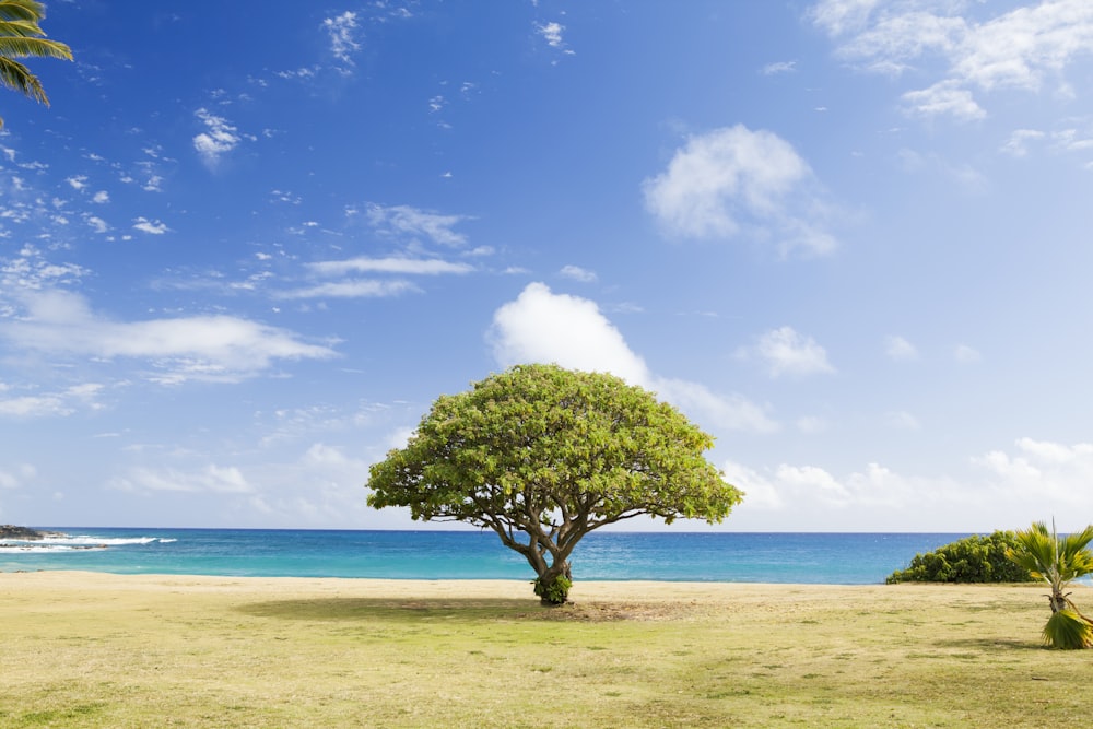 arbre à feuilles vertes sur le rivage