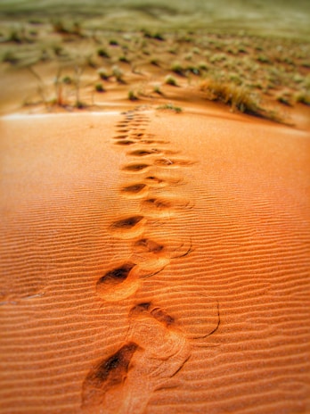 Close-up of footprints trailing behind a camel in the soft desert sand.