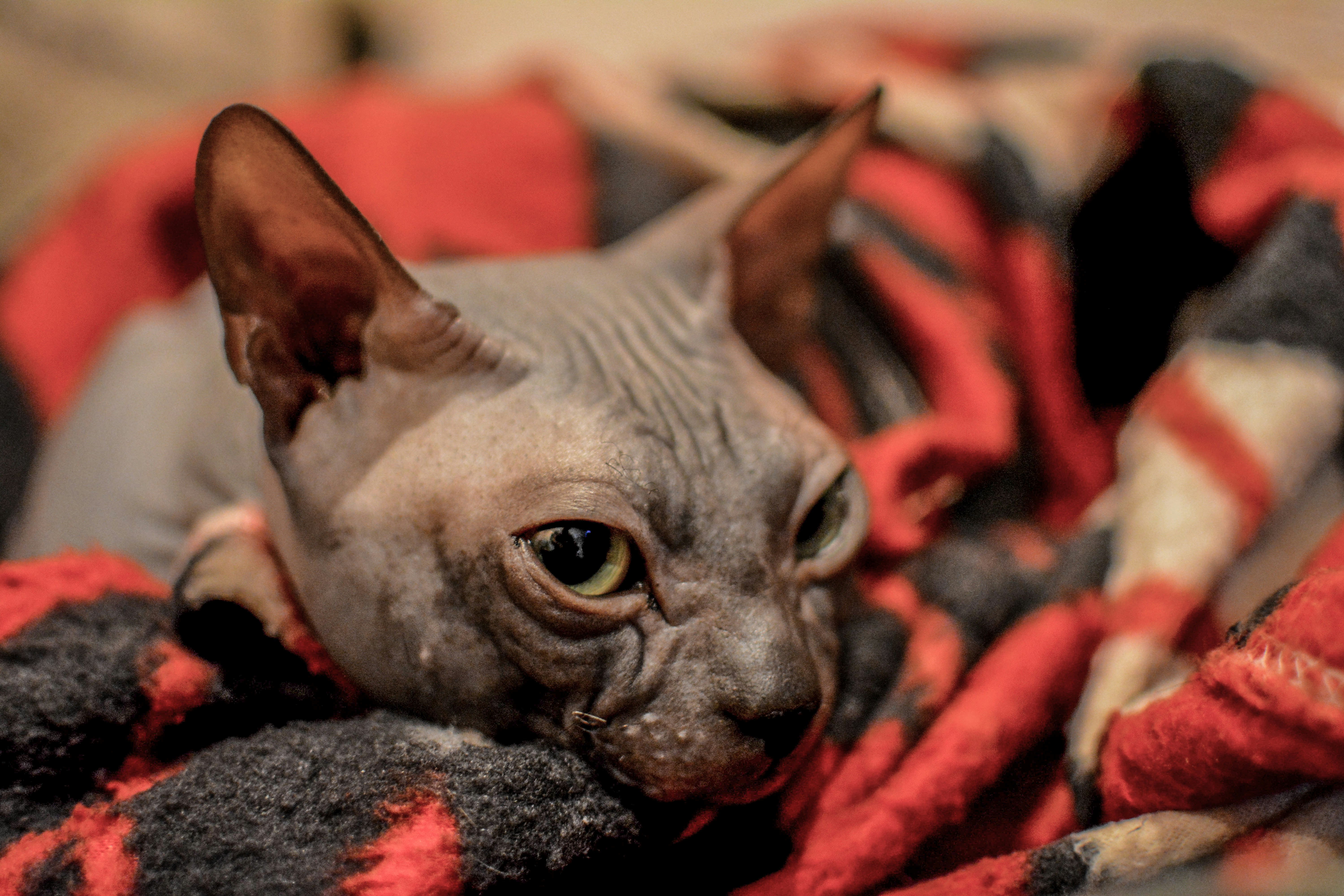 Free Unsplash photo from Serhii Pererva