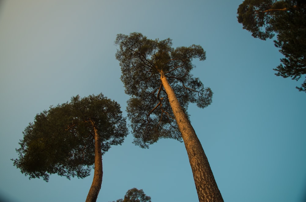 green and brown tree under blue sky during daytime