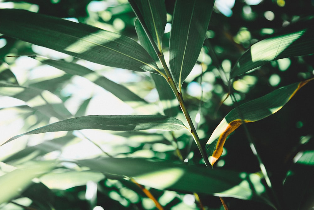 緑の葉の植物の写真