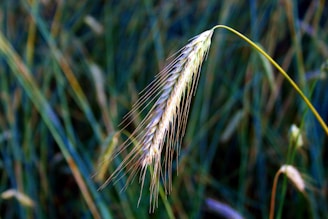 A close-up of an ear of barley or wheat, with fine, elongated spikes and a slightly curved stem. The background is a blurred field of similar plants in varying shades of green, emphasizing the focus on the single ear in the foreground.