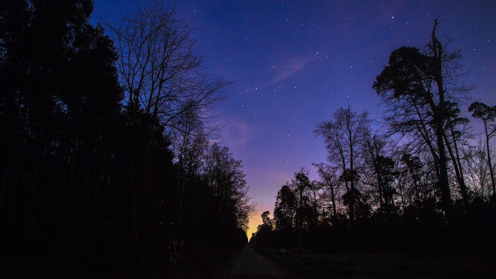 silhouette of trees under blue sky during night time