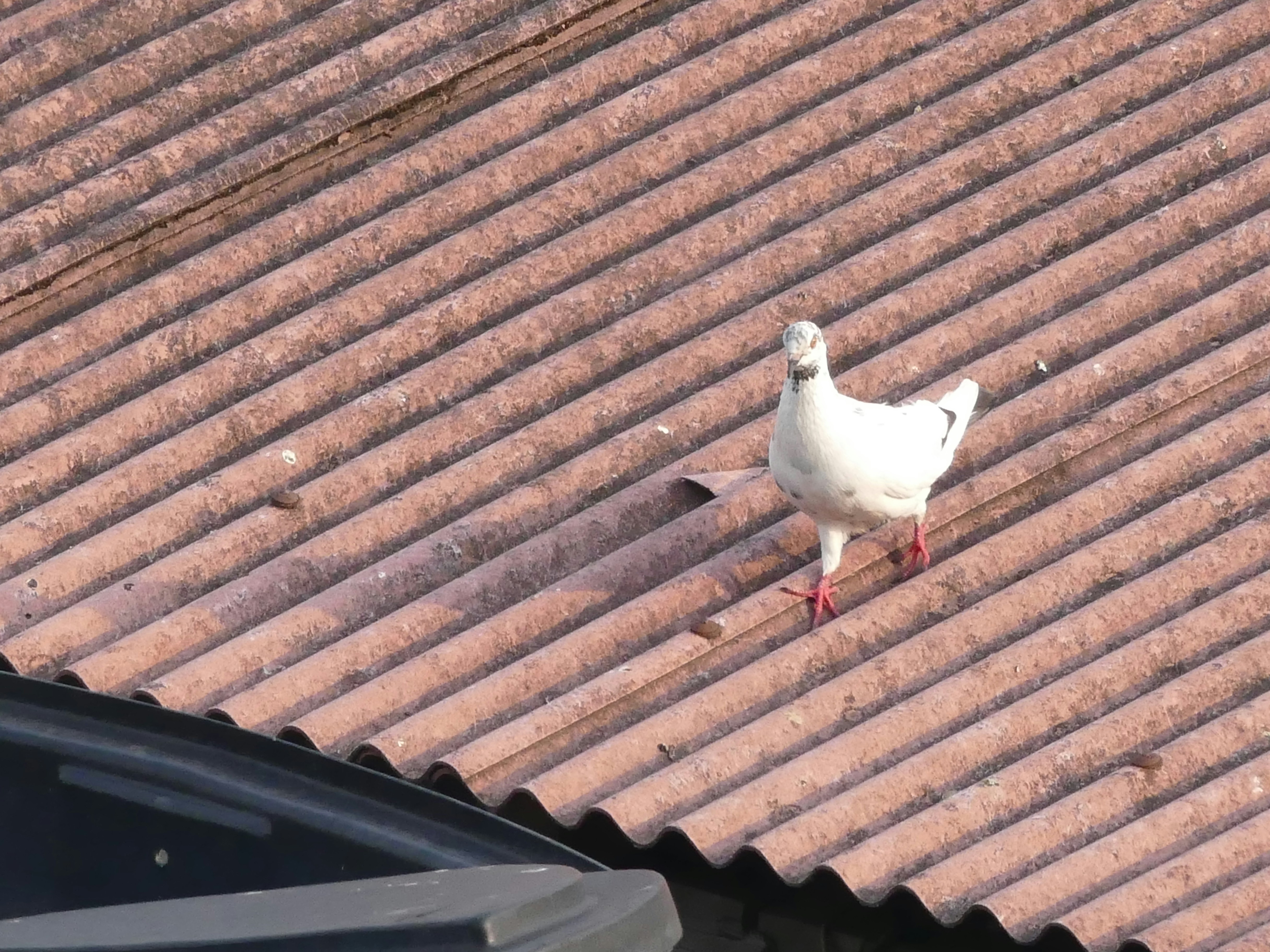 Free Unsplash photo from qinghill