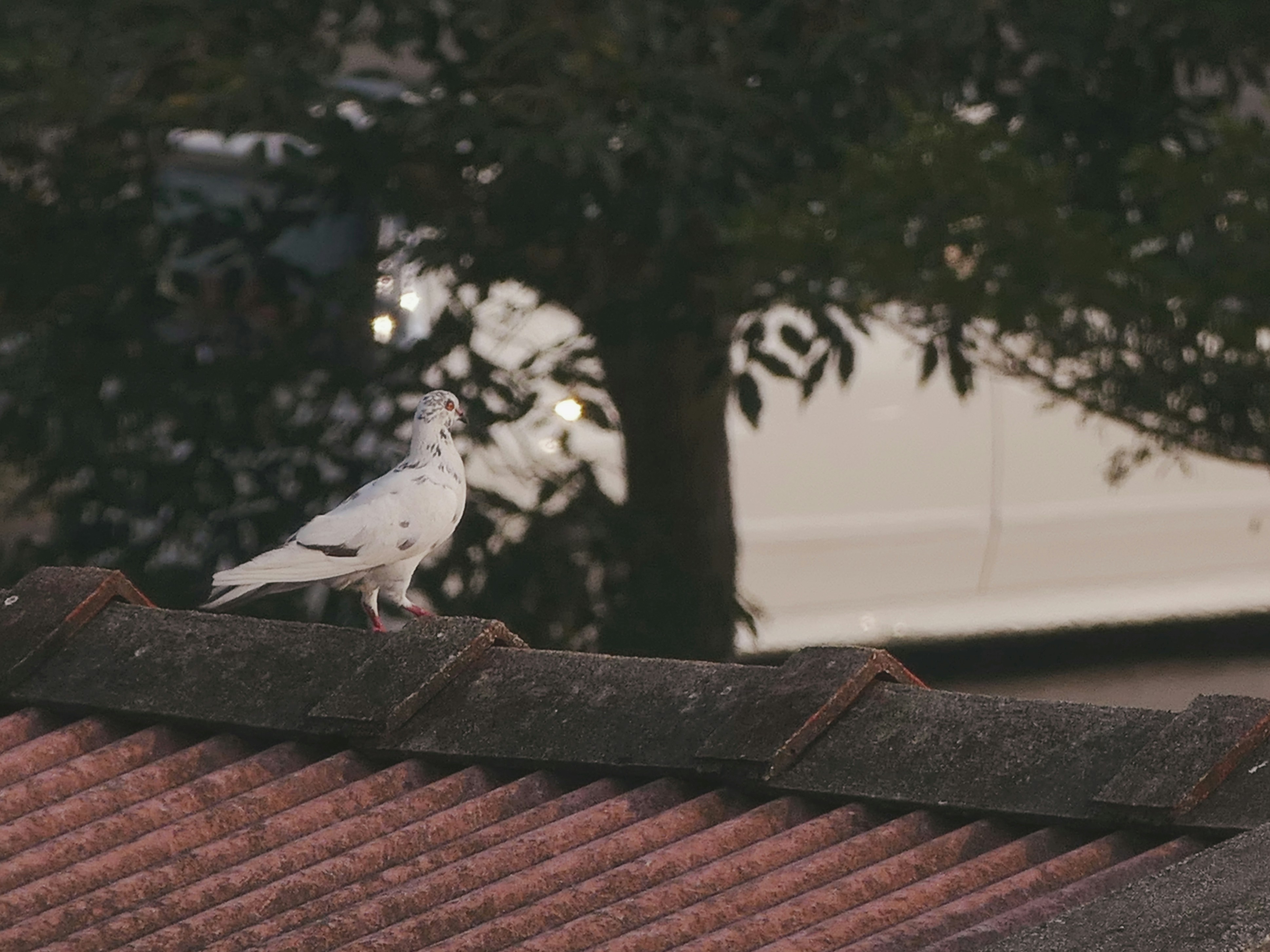 Free Unsplash photo from qinghill