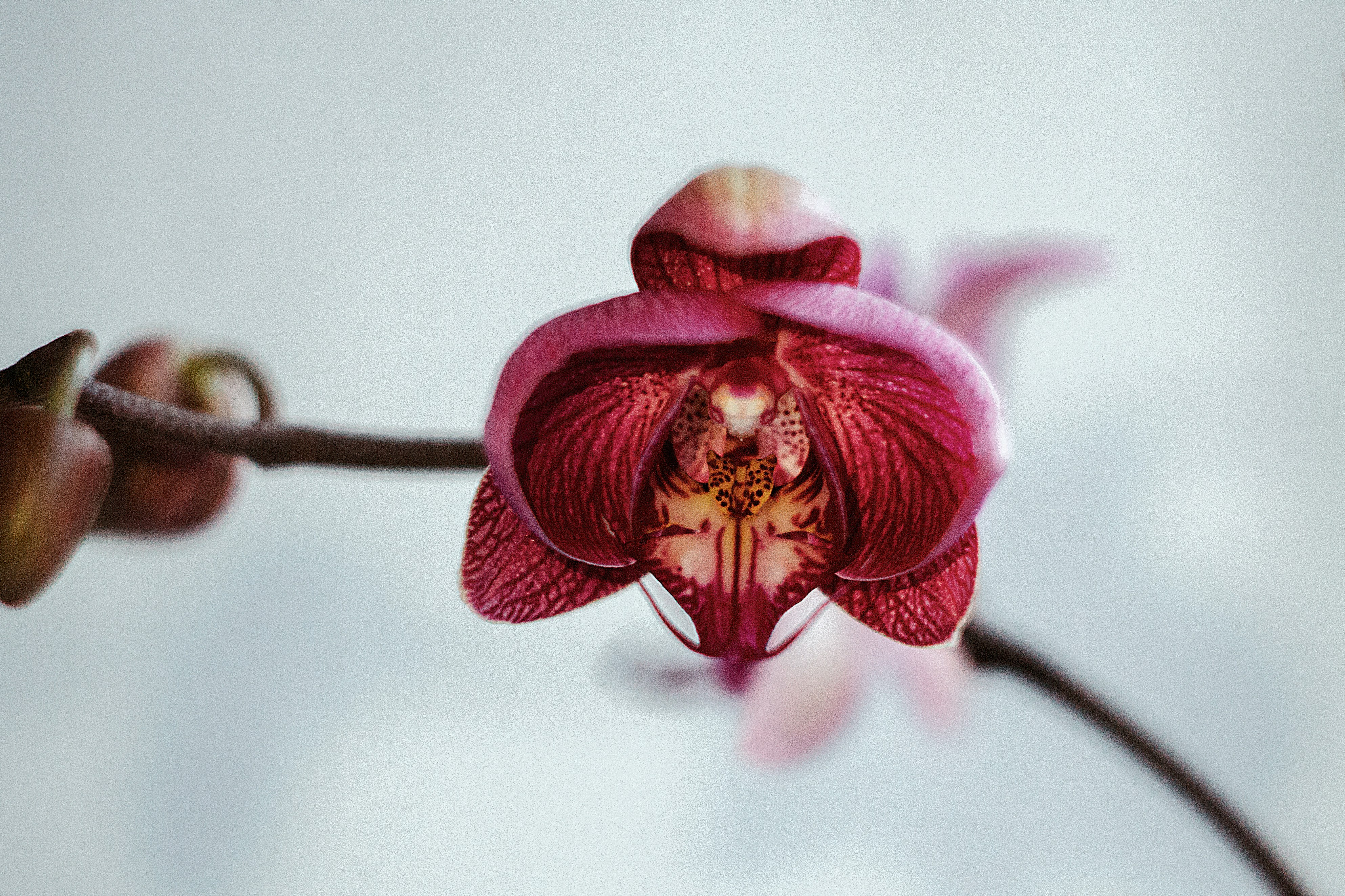 Free Unsplash photo from Roksolana Zasiadko