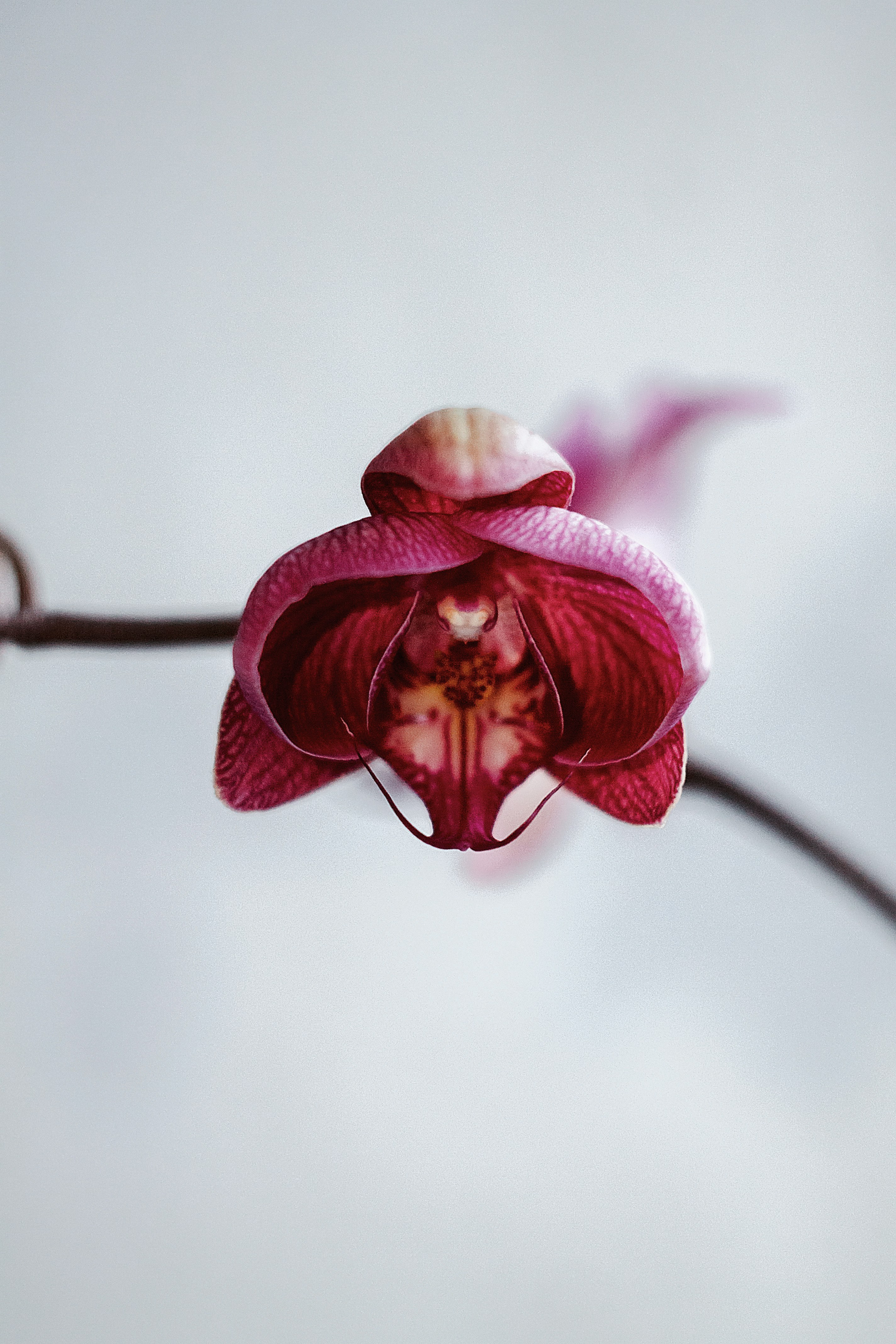 Free Unsplash photo from Roksolana Zasiadko