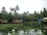A serene view of Kerala backwaters with lush greenery and traditional houseboats.