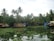 Tranquil backwaters with houseboats floating among lush green palm trees. The calm water reflects the surrounding foliage and boats, creating a serene and picturesque scene. The sky is overcast, adding a soothing ambiance to the natural setting.