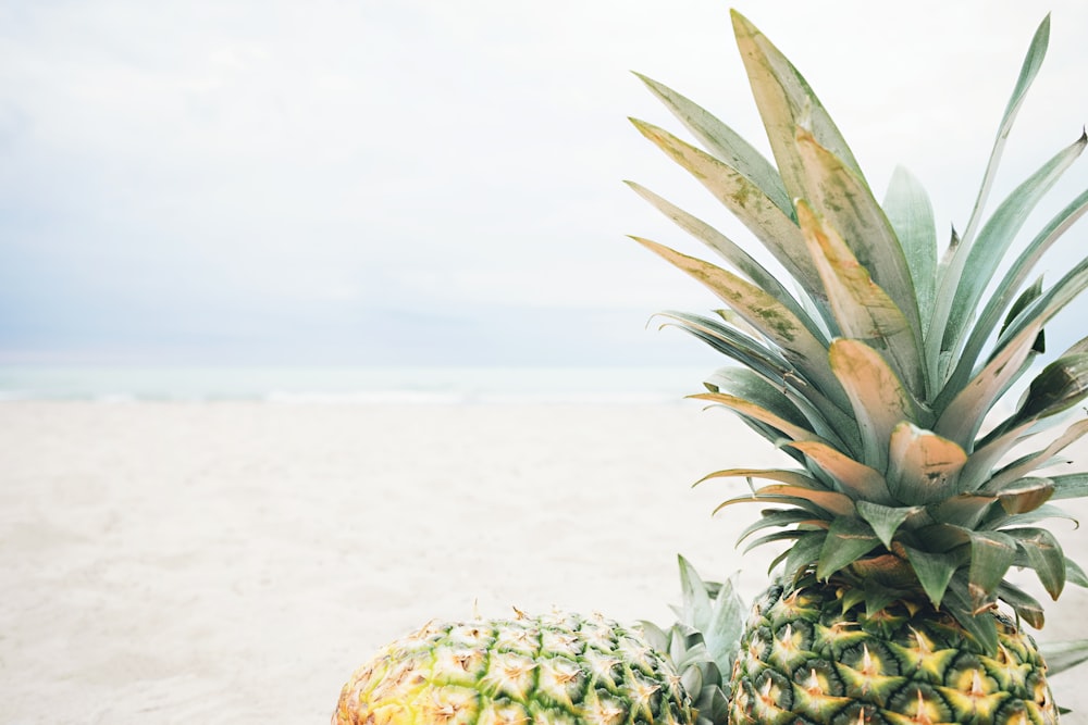 2 pineapples across seashore