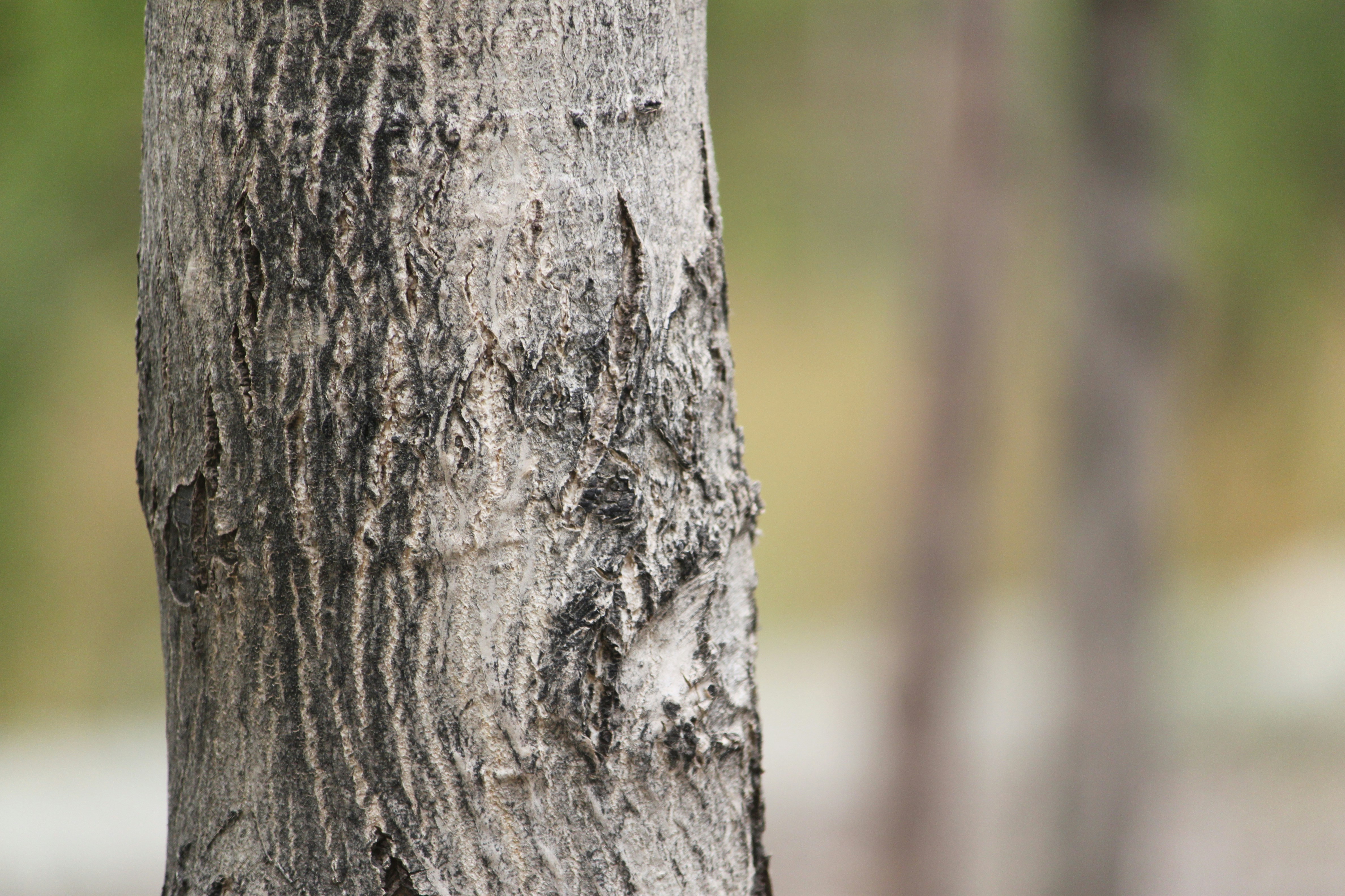 Free Unsplash photo from Mohammad Hossein Mojtahedi