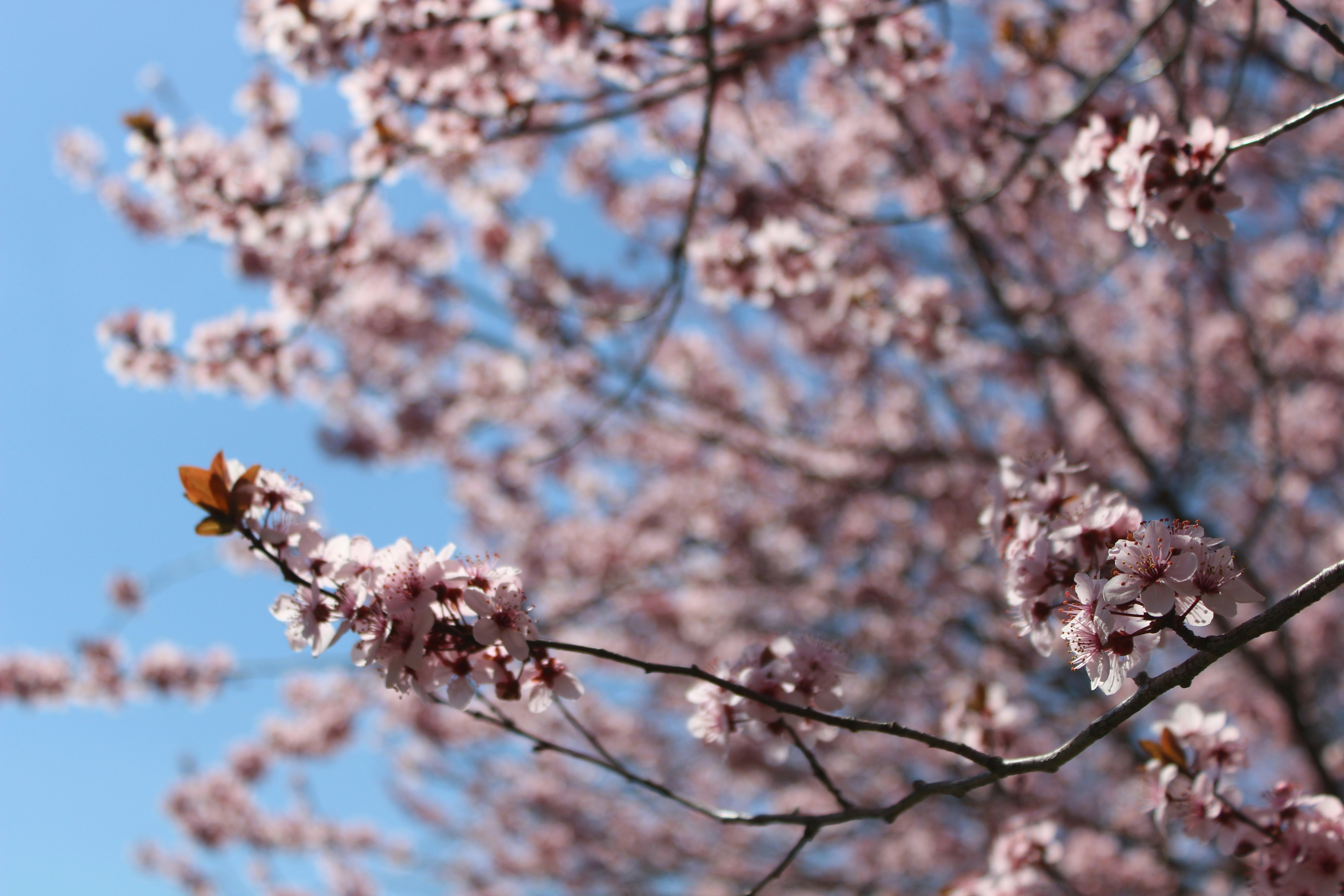 Free Unsplash photo from Bartosz Skiba