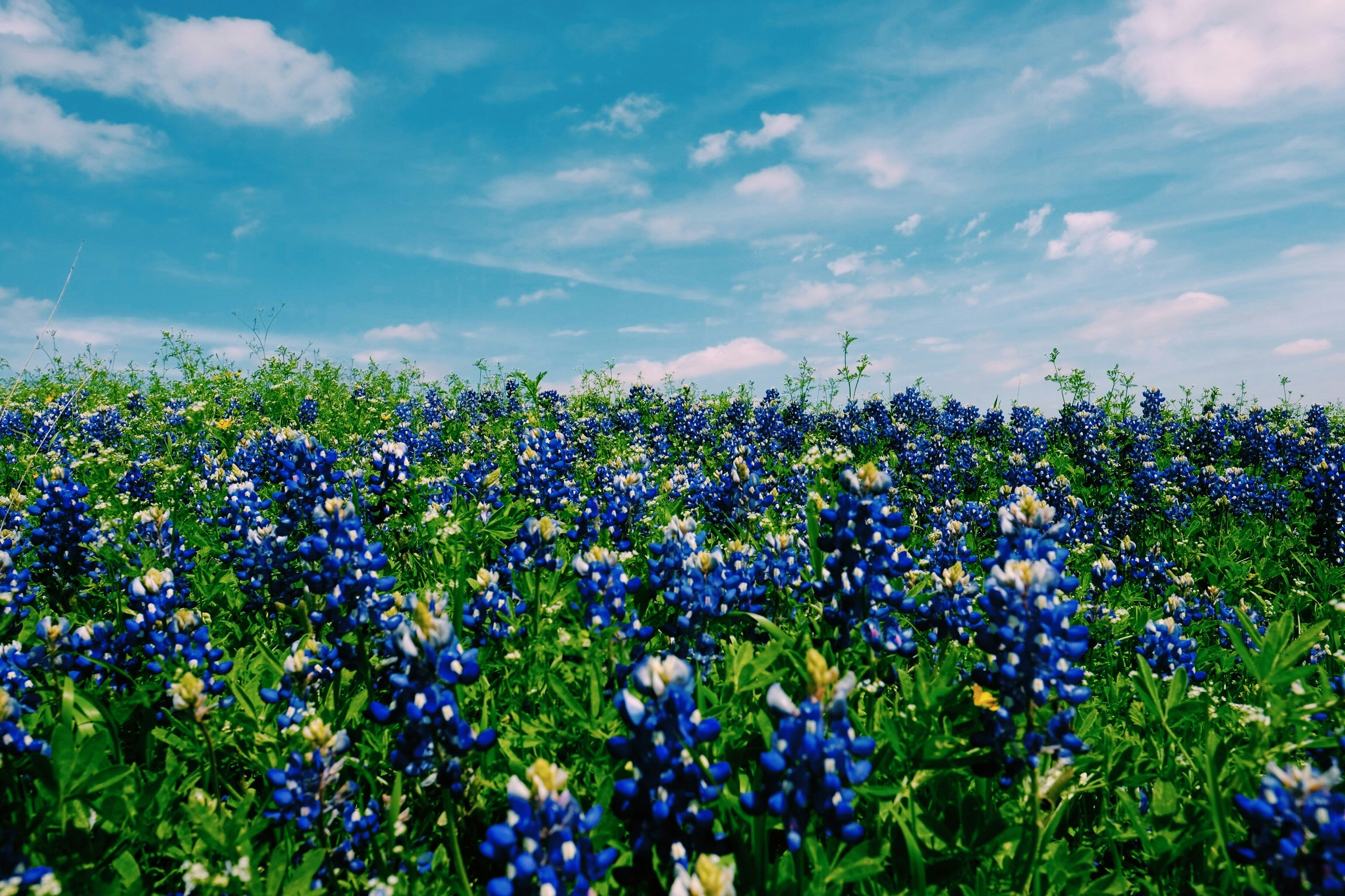 Los bluebonnets de Texas son una de las mejores partes de vivir en el estado, caminamos a través del intercambio 1031 en texas