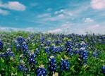 blue petaled flowers under white clouds photo