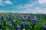 blue petaled flowers under white clouds photo