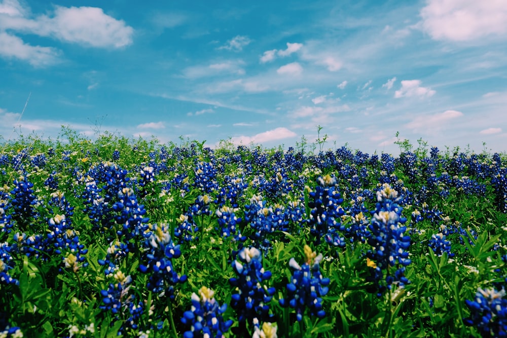 Flores de pétalas azuis sob a foto nuvens brancas