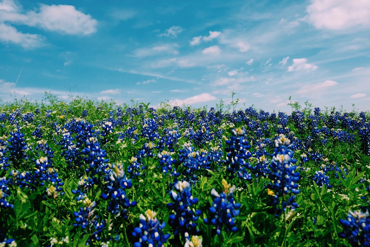 blue bonnets in Bedford, Texas