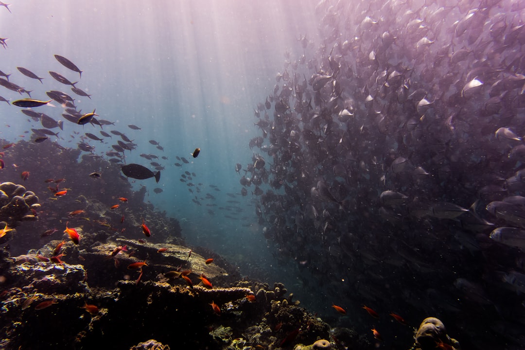 travelers stories about Underwater in Sipadan Island, Malaysia