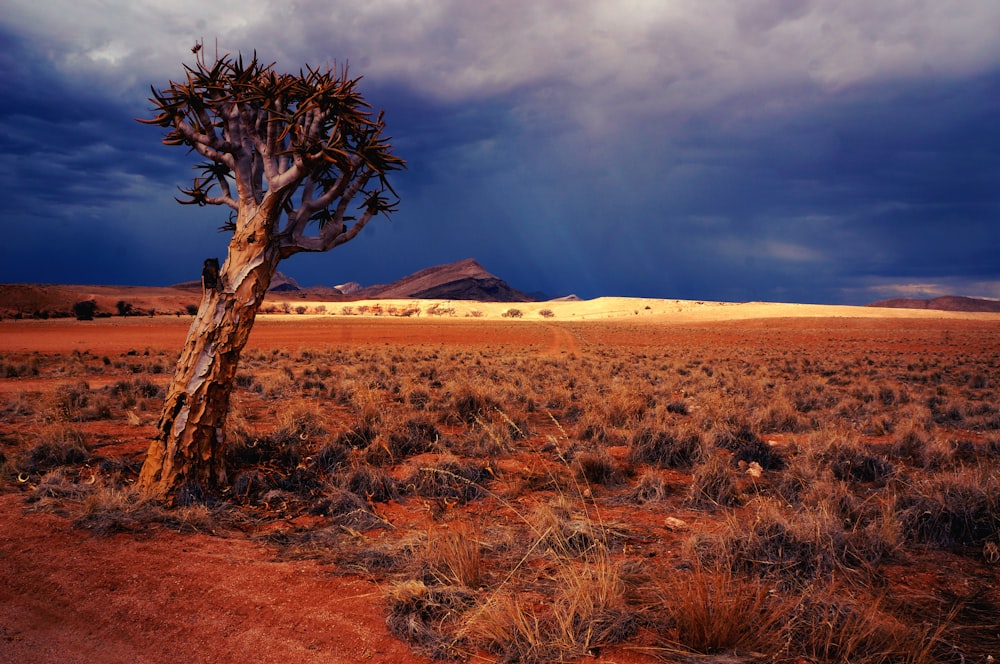 Fotografía de paisaje de postre