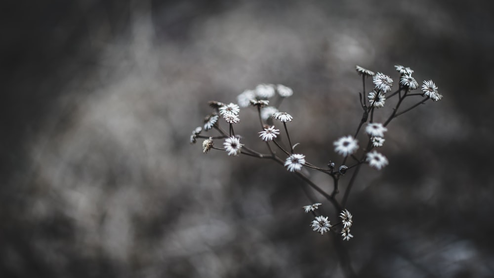 white flowers in macro shot