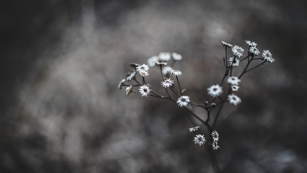 매크로 샷의 흰색 꽃