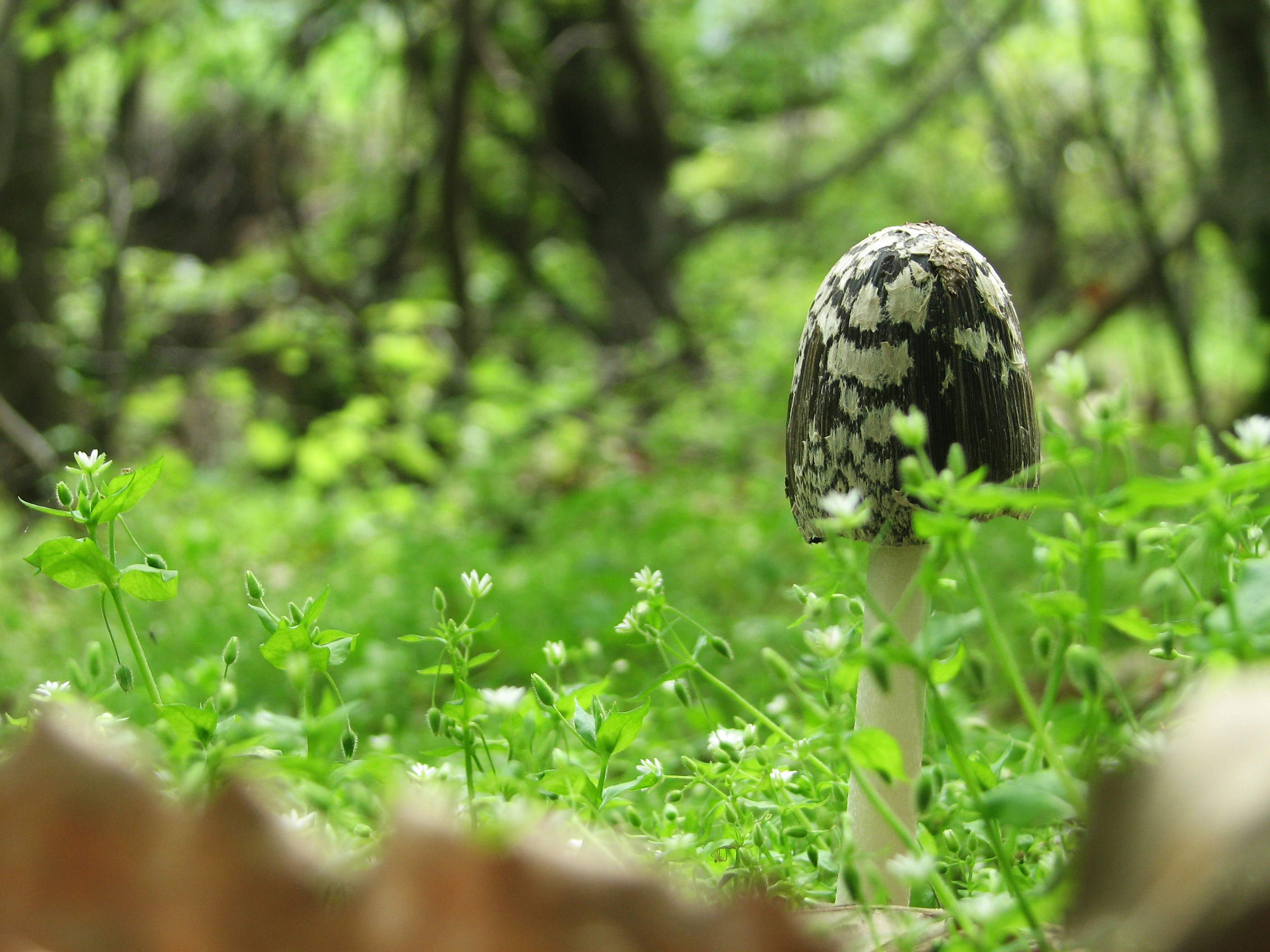 Free Unsplash photo from mohamad ali abbasi