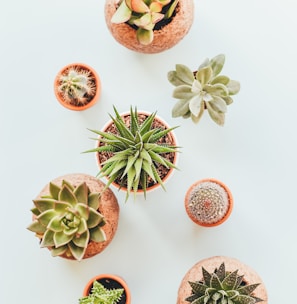 assorted succulents in clay pots