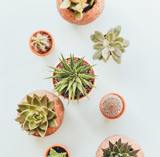 assorted succulents in clay pots