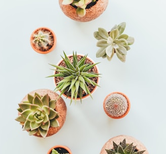 assorted succulents in clay pots