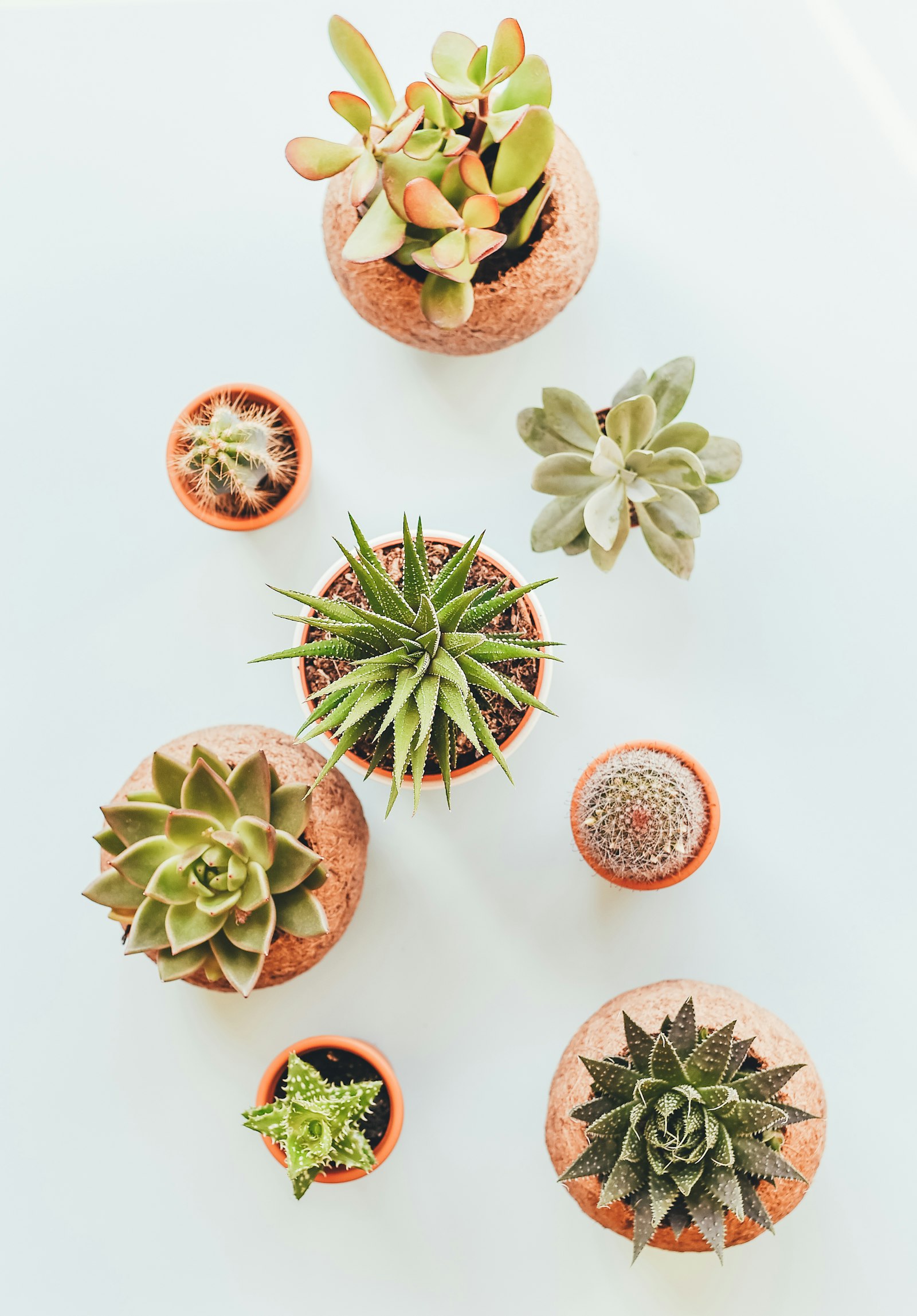 Nikon D4S sample photo. Assorted succulents in clay photography