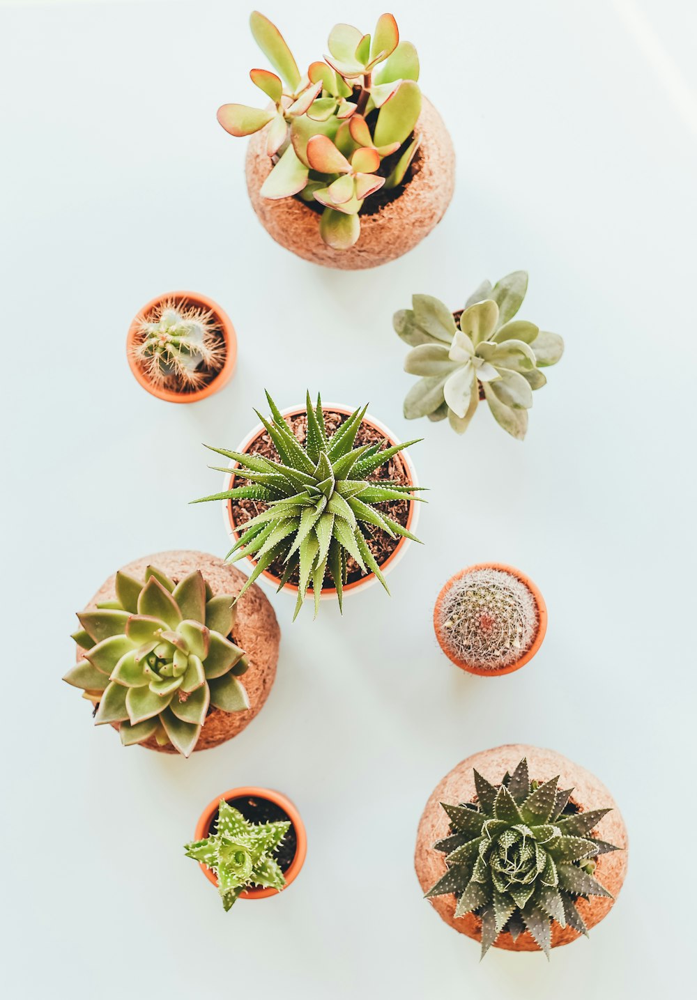 assorted succulents in clay pots