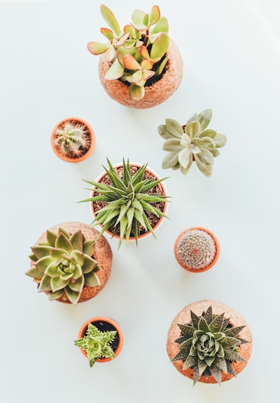 Succulent Plant Pot