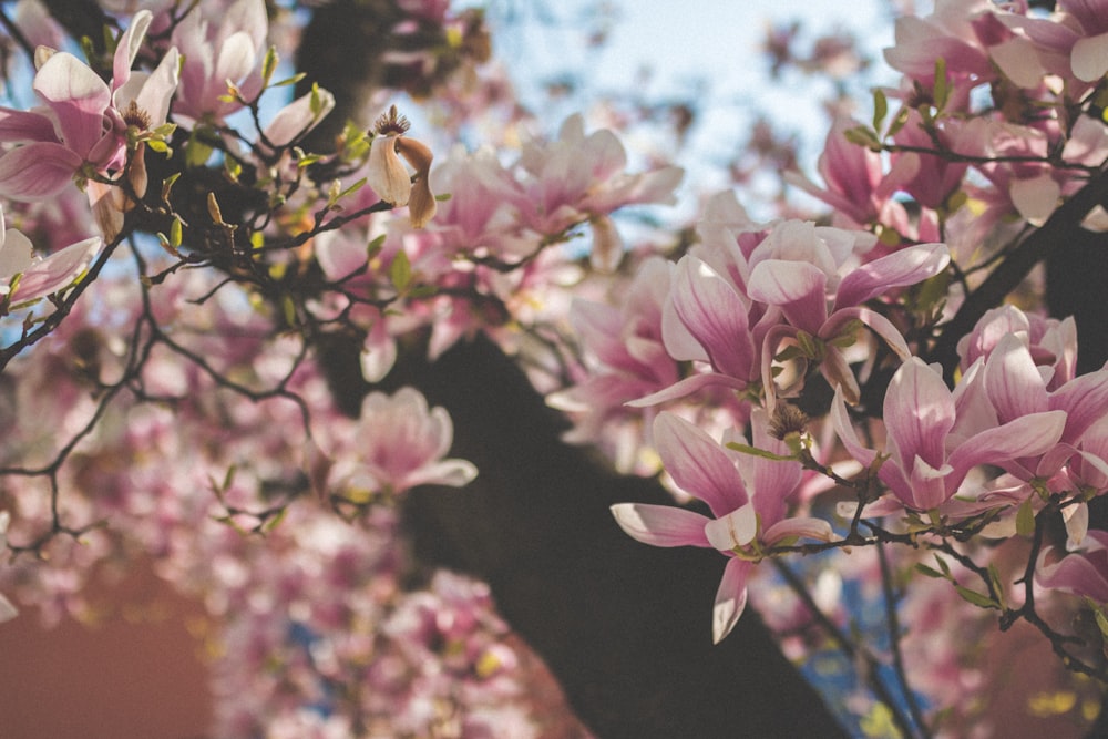 selective focus photography of pink flowers